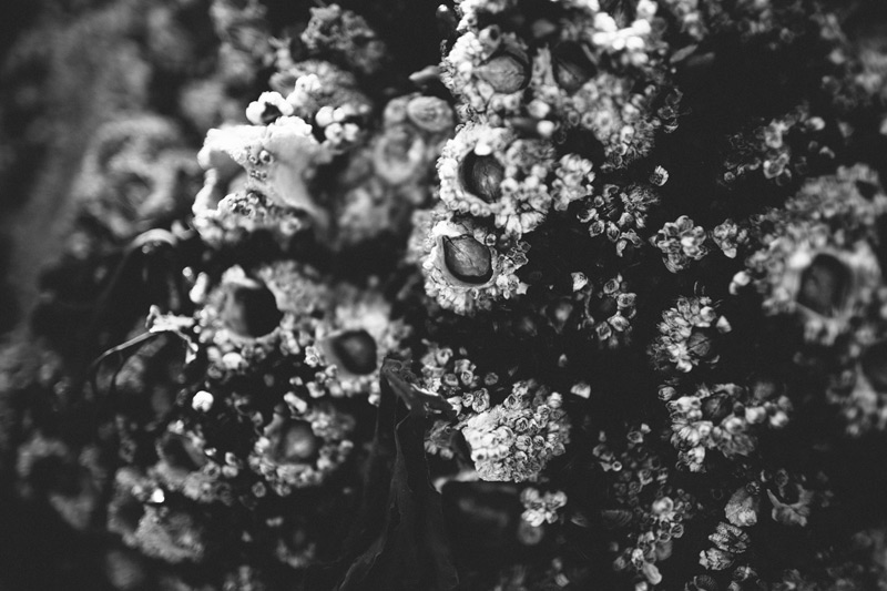 Puget Sound Photography